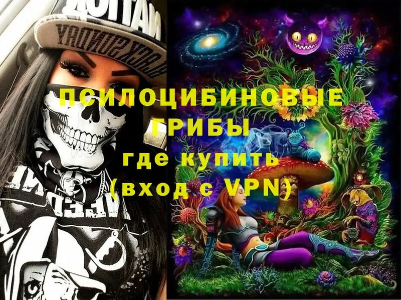 Псилоцибиновые грибы Psilocybe  цена   Прохладный 